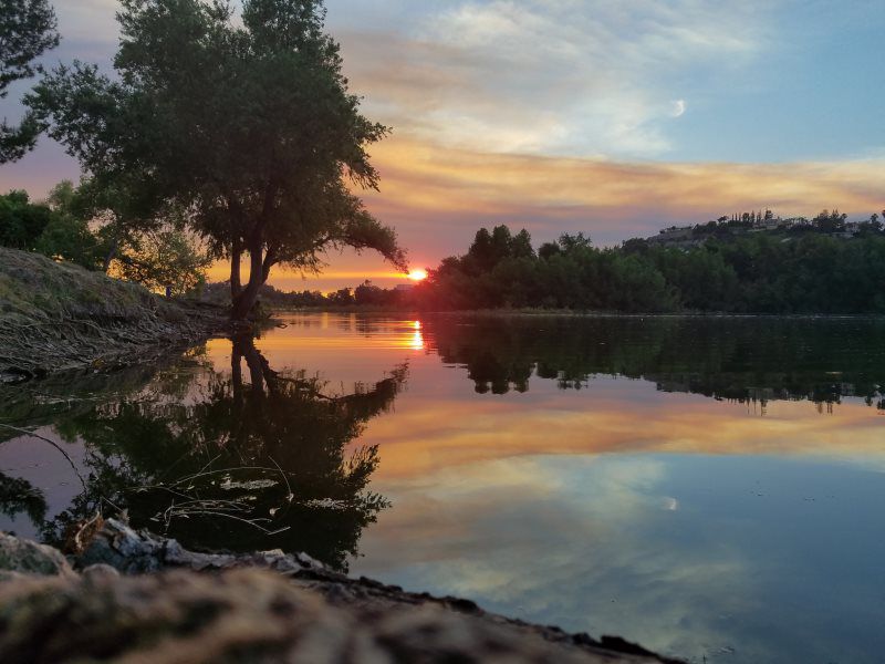 beautiful tree near the sea